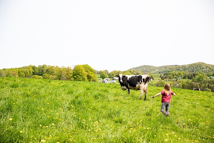 A cow on a Vermont green hill with little girl running towards her