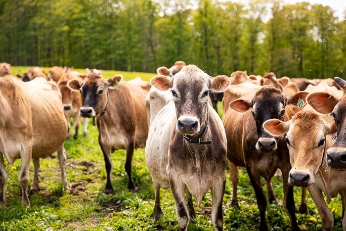 A field of jersey cows in Vermont