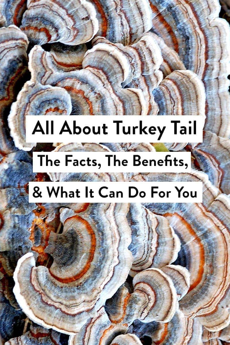 Brightly colored blue and orange turkey tail mushrooms with a text overlay that reads All About Turkey Tail: The Facts, The Benefits, & What It Can Do For You